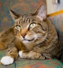 <p align="left"><font size="5" color="#ffffff"><u><font face="Verdana"><strong>Sedgefield Animal Hospital &amp; Dental Center </strong></font></u></font></p>
<p><font face="Verdana"><span><font size="7" color="#003366"></font></span></font></p><br />